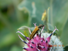 Oedemera femorata