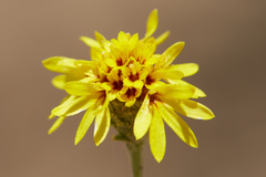 Lessingia pectinata tenuipes