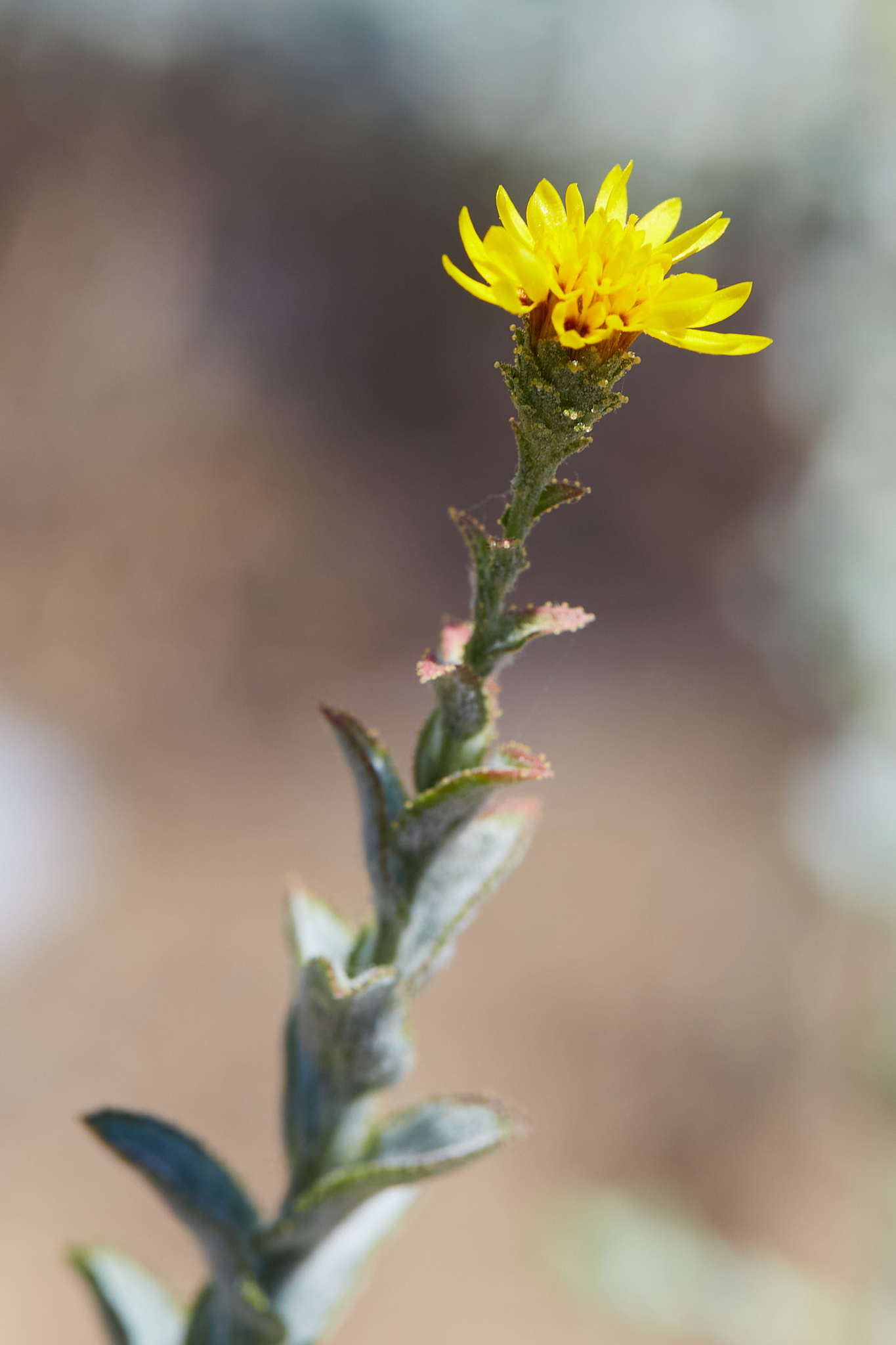 Lessingia pectinata var. tenuipes