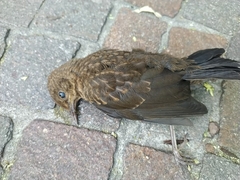 Turdus merula