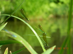 Calopteryx splendens