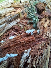 Ceratiomyxa fruticulosa fruticulosa