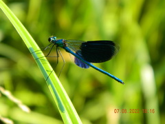 Calopteryx splendens