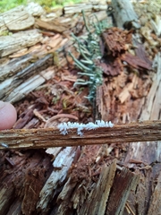 Ceratiomyxa fruticulosa fruticulosa