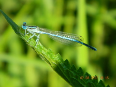 Platycnemis pennipes