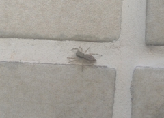 Menemerus bivittatus