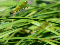 Calopteryx splendens