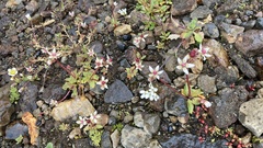 Micranthes stellaris