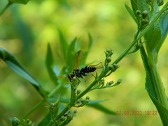 Tenthredo scrophulariae