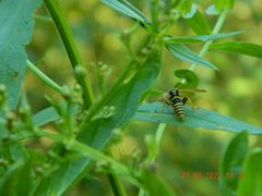 Tenthredo scrophulariae