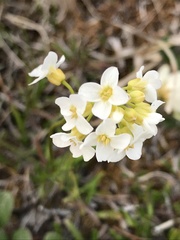 Cardamine digitata