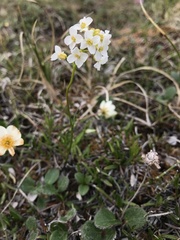 Cardamine digitata