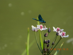 Calopteryx splendens