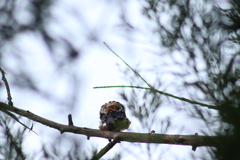 Pheucticus melanocephalus