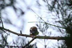 Pheucticus melanocephalus