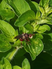 Myopa clausa