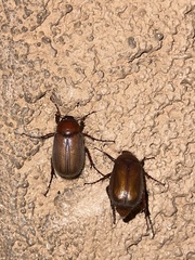 Phyllophaga lenis