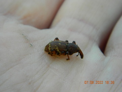 Hylobius transversovittatus