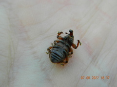 Hylobius transversovittatus