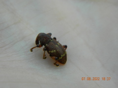 Hylobius transversovittatus