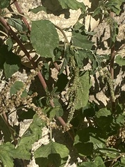 Amaranthus
