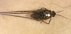 Trepobates inermis