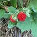 Fragaria virginiana - Photo (c) Rouenne 4K, μερικά δικαιώματα διατηρούνται (CC BY), uploaded by Rouenne 4K