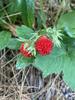 Virginia Strawberry - Photo (c) Rouenne 4K, some rights reserved (CC BY), uploaded by Rouenne 4K