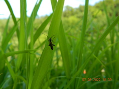 Oedemera femorata