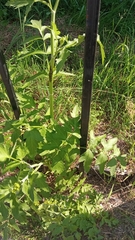 Pastinaca sativa sylvestris