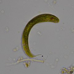 Lepocinclis fusca