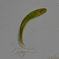 Lepocinclis fusca