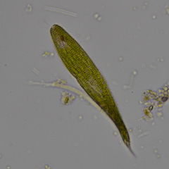 Lepocinclis fusca