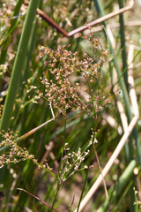 Juncus oxymeris