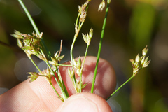 Juncus oxymeris