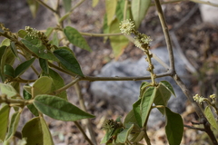 Croton lachnostachyus