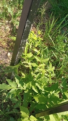 Pastinaca sativa sylvestris