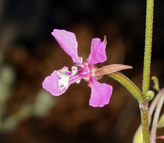 Clarkia stellata