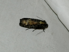 Opigena polygona