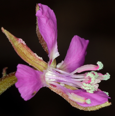 Clarkia stellata