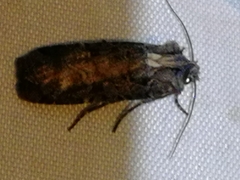 Opigena polygona