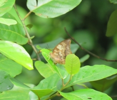 Charaxes aristogiton