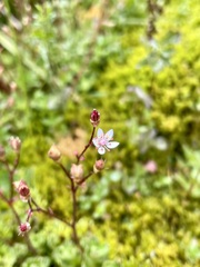 Micranthes stellaris