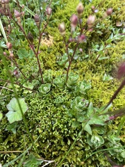 Micranthes stellaris