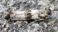 Asalebria geminella