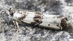 Asalebria geminella
