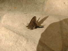 Lepidoptera