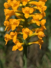 Platanthera integra