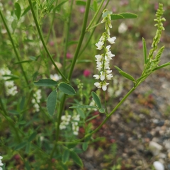 Melilotus albus