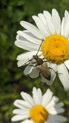 Trigonarthris subpubescens